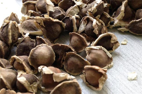 辣木籽可以減肥嗎 辣木籽怎么吃能減肥 辣木籽可以減肥嗎 辣木籽怎么吃能減肥