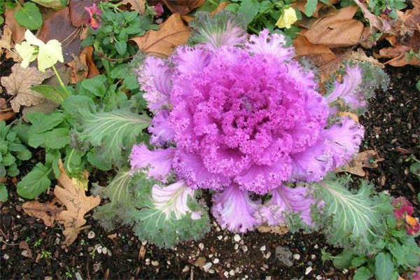 羽衣甘藍(lán)可以生吃嗎 羽衣甘藍(lán)能做蔬菜沙拉嗎 羽衣甘藍(lán)可以生吃嗎 羽衣甘藍(lán)能做蔬菜沙拉嗎