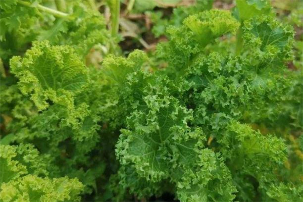 羽衣甘藍(lán)可以冷凍保存嗎 羽衣甘藍(lán)怎么保存 羽衣甘藍(lán)可以冷凍保存嗎 羽衣甘藍(lán)怎么保存