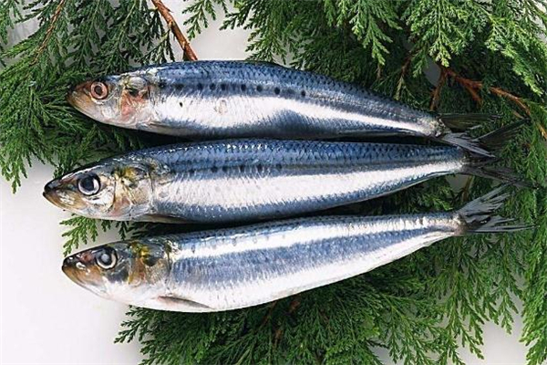 沙丁魚是海魚嗎 沙丁魚是發(fā)物嗎 沙丁魚是海魚嗎 沙丁魚是發(fā)物嗎