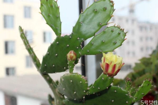 仙人掌可以去痘痘 仙人掌有去痘痘的效果嗎 仙人掌可以去痘痘 仙人掌有去痘痘的效果嗎