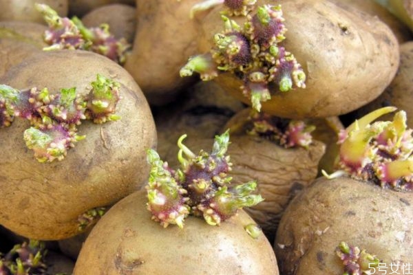 土豆長芽削掉能吃嗎 土豆長芽還可以吃嗎 土豆長芽削掉能吃嗎 土豆長芽還可以吃嗎