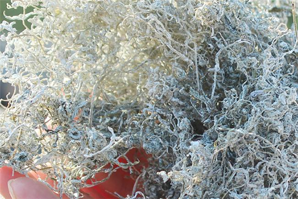 莓茶什么人不適合喝 莓茶適合什么人喝 莓茶什么人不適合喝 莓茶適合什么人喝