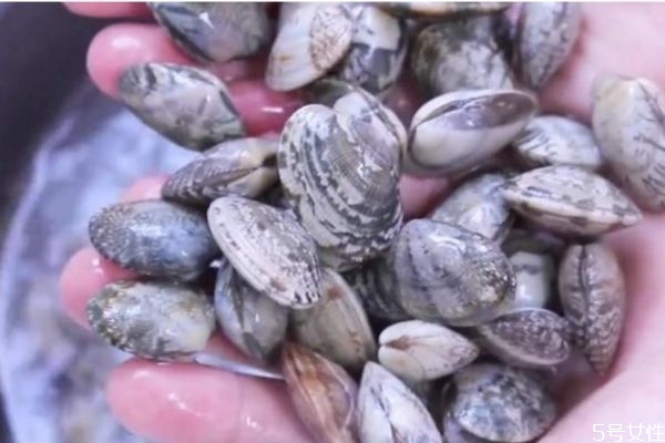 新鮮的花甲怎么挑選 挑選新鮮花甲的方法 新鮮的花甲怎么挑選 挑選新鮮花甲的方法