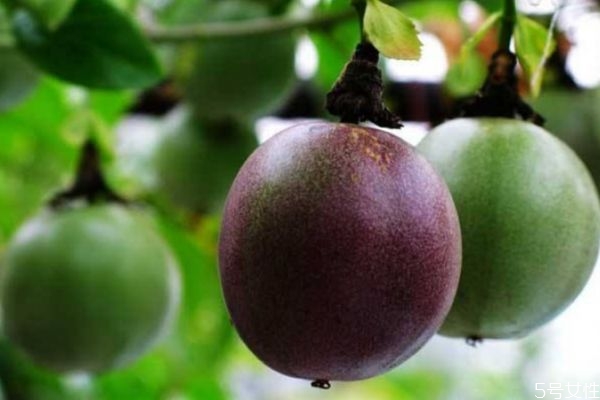 羅漢果泡水有什么作用 羅漢果泡水的有什么好處 羅漢果泡水有什么作用 羅漢果泡水的有什么好處