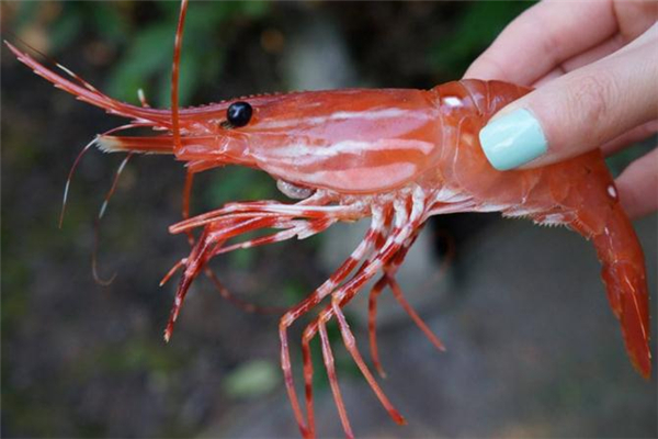 牡丹蝦的熱量高嗎 牡丹蝦吃了會(huì)胖嗎 牡丹蝦的熱量高嗎 牡丹蝦吃了會(huì)胖嗎