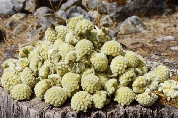 綠蘿花茶可以長(zhǎng)期喝嗎 綠蘿花茶可以減肥嗎 綠蘿花茶可以長(zhǎng)期喝嗎 綠蘿花茶可以減肥嗎