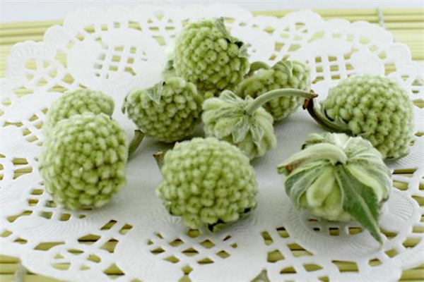 孕婦能喝綠蘿花茶嗎 月經(jīng)期能喝綠蘿花茶嗎 孕婦能喝綠蘿花茶嗎 月經(jīng)期能喝綠蘿花茶嗎