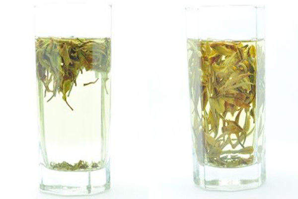 白牡丹茶是喝新的還是陳的 白牡丹茶是不是越老越好