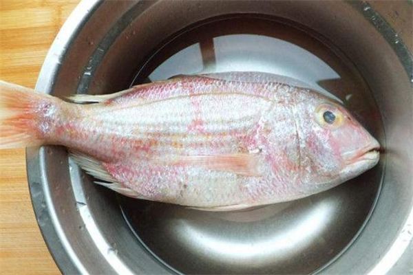 加吉魚是什么魚 加吉魚是野生還是養(yǎng)殖 加吉魚是什么魚 加吉魚是野生還是養(yǎng)殖