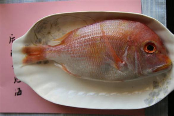 加吉魚是什么魚 加吉魚是野生還是養(yǎng)殖 加吉魚是什么魚 加吉魚是野生還是養(yǎng)殖