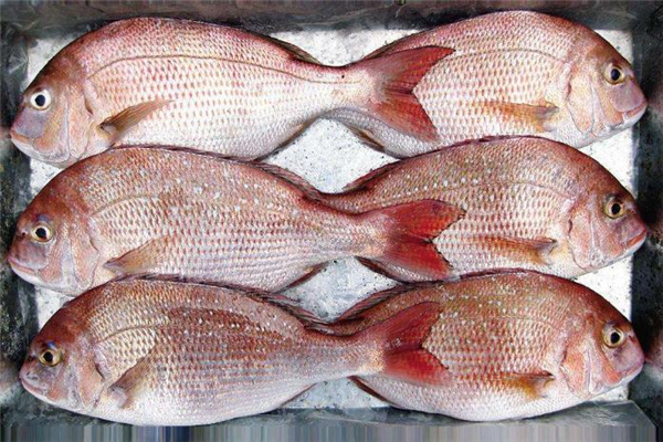 加吉魚(yú)不能和什么一起吃 加吉魚(yú)適合什么人吃 加吉魚(yú)不能和什么一起吃 加吉魚(yú)適合什么人吃