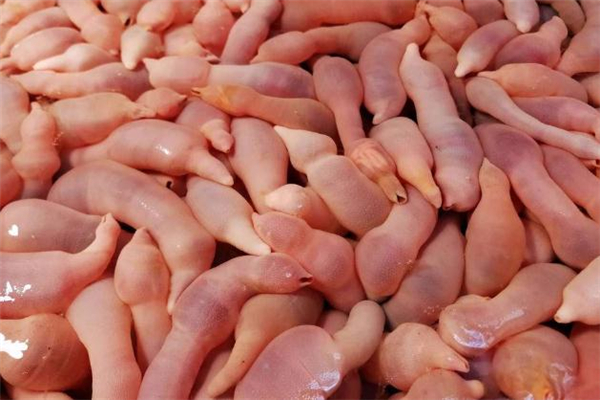 海腸的功效與作用 海腸的營養(yǎng)價(jià)值 海腸的功效與作用 海腸的營養(yǎng)價(jià)值