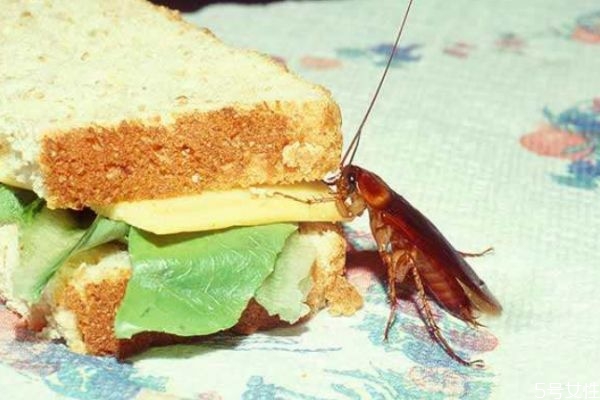 去除蟑螂的方法有什么 如何快速去除蟑螂 去除蟑螂的方法有什么 如何快速去除蟑螂