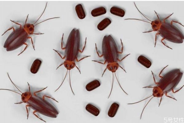 去除蟑螂的方法有什么 如何快速去除蟑螂 去除蟑螂的方法有什么 如何快速去除蟑螂