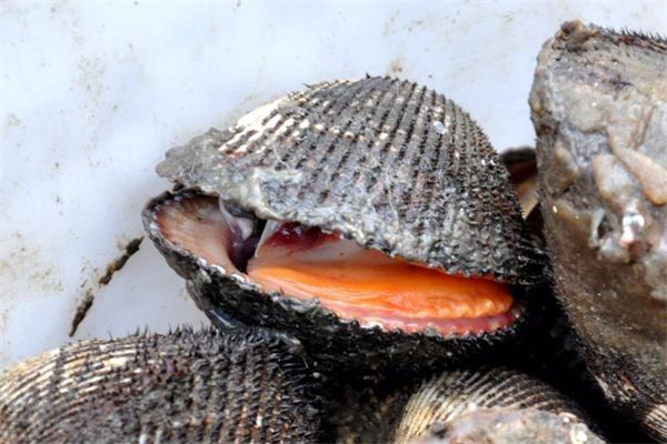 毛蚶的做法 毛蚶肉怎么做好吃 毛蚶的做法 毛蚶肉怎么做好吃