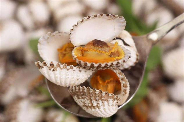 毛蚶吃多了會(huì)怎么樣 吃毛蚶會(huì)得甲肝嗎 毛蚶吃多了會(huì)怎么樣 吃毛蚶會(huì)得甲肝嗎