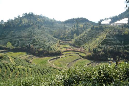 資溪白茶的作用 資溪白茶多少錢一斤 資溪白茶的作用 資溪白茶多少錢一斤