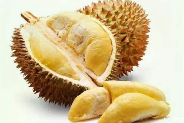 熟了的榴蓮有什么特征 什么的榴蓮是已經(jīng)熟了 熟了的榴蓮有什么特征 什么的榴蓮是已經(jīng)熟了