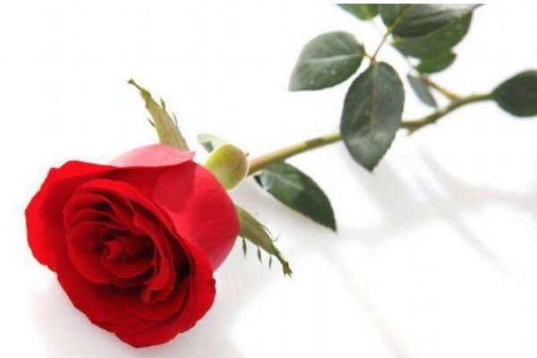 表白可以送什么花 什么花適合表白送 表白可以送什么花 什么花適合表白送