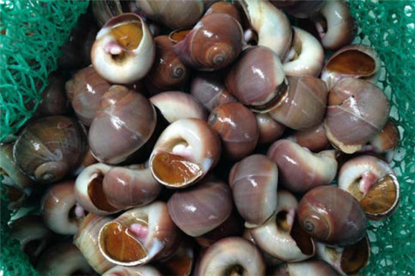 香螺可以生吃嗎 香螺可以整個吃嗎 香螺可以生吃嗎 香螺可以整個吃嗎