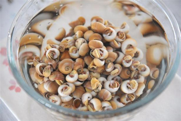 香螺可以生吃嗎 香螺可以整個吃嗎 香螺可以生吃嗎 香螺可以整個吃嗎