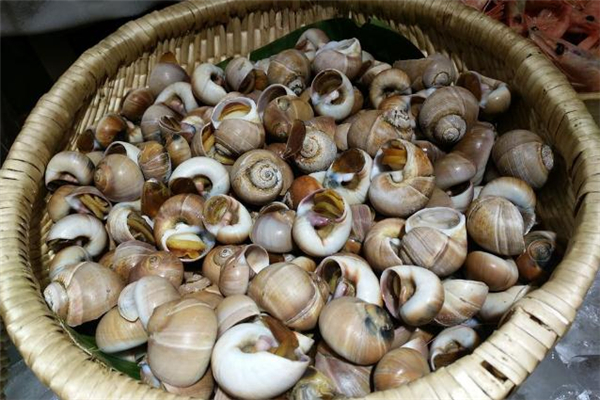 香螺能冷凍保存嗎 香螺可以放冰箱保鮮嗎 香螺能冷凍保存嗎 香螺可以放冰箱保鮮嗎