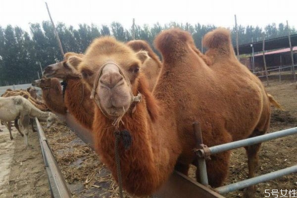 駱駝奶有美容功效嗎 駱駝奶美容有效果嗎 駱駝奶有美容功效嗎 駱駝奶美容有效果嗎