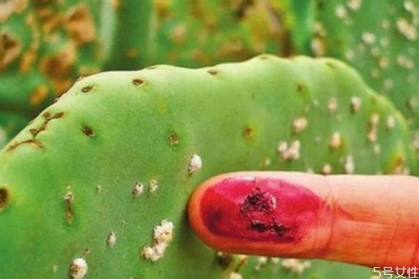 口紅是用蟲子做的嗎 口紅的材料是蟲子嗎 口紅是用蟲子做的嗎 口紅的材料是蟲子嗎