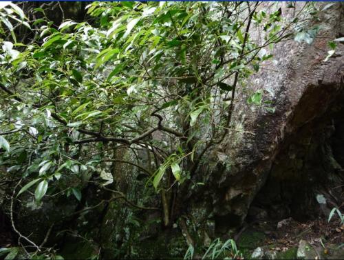 石崖茶能保存多長(zhǎng)時(shí)間 石崖茶的保存方法 石崖茶能保存多長(zhǎng)時(shí)間 石崖茶的保存方法