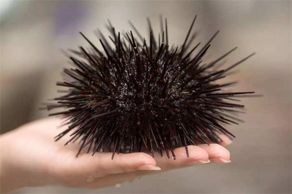 海膽刺身怎么吃 海膽可以直接吃嗎 海膽刺身怎么吃 海膽可以直接吃嗎