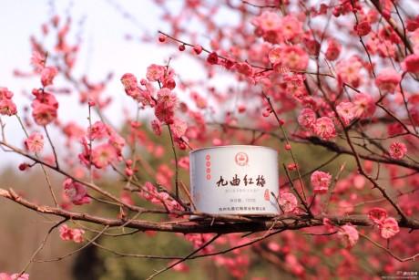 九曲紅梅多少錢(qián)一斤 ?九曲紅梅能放冰箱嗎