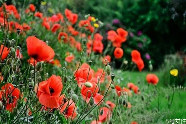 異地戀很容易出軌嗎 異地戀出軌的表現(xiàn) 異地戀很容易出軌嗎 異地戀出軌的表現(xiàn)