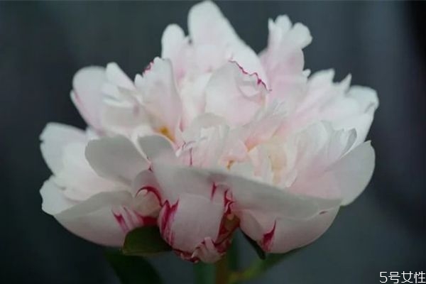 為什么鳳凰男發(fā)家后出軌 鳳凰男出軌幾率是不是特別大 為什么鳳凰男發(fā)家后出軌 鳳凰男出軌幾率是不是特別大