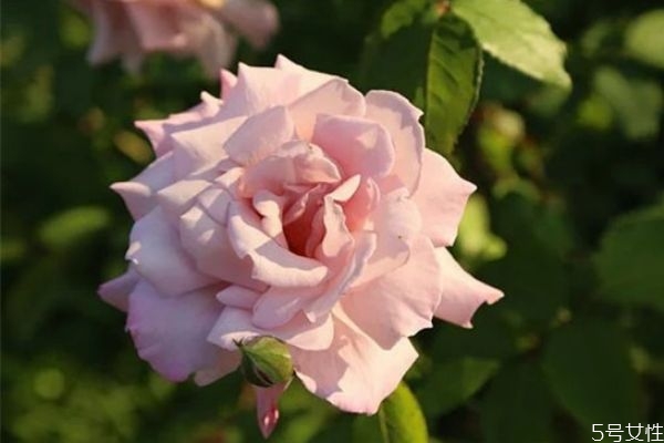 為什么鳳凰男發(fā)家后出軌 鳳凰男出軌幾率是不是特別大 為什么鳳凰男發(fā)家后出軌 鳳凰男出軌幾率是不是特別大