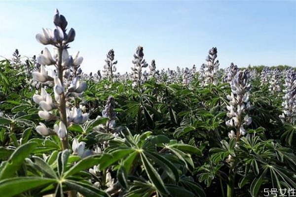 為什么女生不喜歡鳳凰男 嫁給鳳凰男的女生有這幾個特征 為什么女生不喜歡鳳凰男 嫁給鳳凰男的女生有這幾個特征