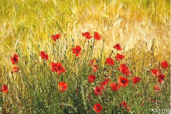 怎么放下老公出軌的事 如何面對(duì)老公出軌后的婚姻 怎么放下老公出軌的事 如何面對(duì)老公出軌后的婚姻