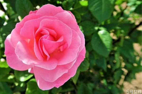 老公找了小三要離婚怎么辦 老公找了小三要離婚該成全嗎 老公找了小三要離婚怎么辦 老公找了小三要離婚該成全嗎