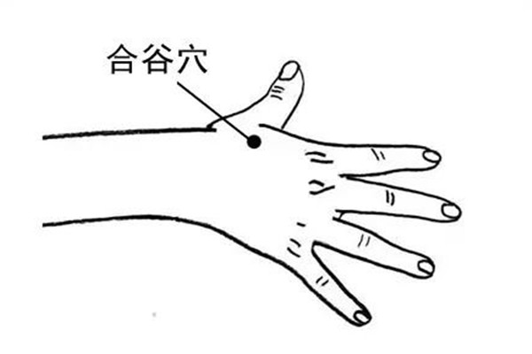 合谷穴能針灸嗎 合谷穴針灸的作用 合谷穴能針灸嗎 合谷穴針灸的作用