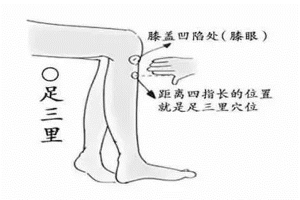 足三里是什么穴位 足三里怎么找 足三里是什么穴位 足三里怎么找
