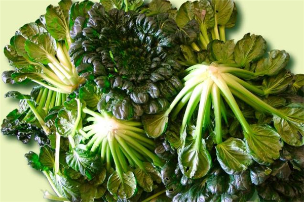 菊花菜的做法 菊花菜怎么做好吃