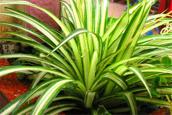 金心吊蘭好養(yǎng)嗎 養(yǎng)金心吊蘭的注意事項(xiàng) 金心吊蘭好養(yǎng)嗎 養(yǎng)金心吊蘭的注意事項(xiàng)