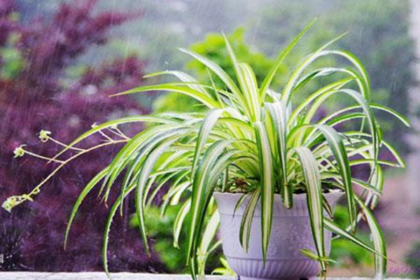 金心吊蘭好養(yǎng)嗎 養(yǎng)金心吊蘭的注意事項(xiàng) 金心吊蘭好養(yǎng)嗎 養(yǎng)金心吊蘭的注意事項(xiàng)