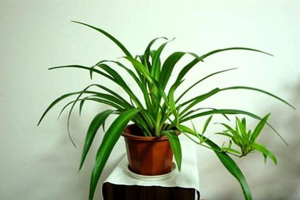 金心吊蘭有毒嗎 家里有孕婦能放金心吊蘭嗎 金心吊蘭有毒嗎 家里有孕婦能放金心吊蘭嗎