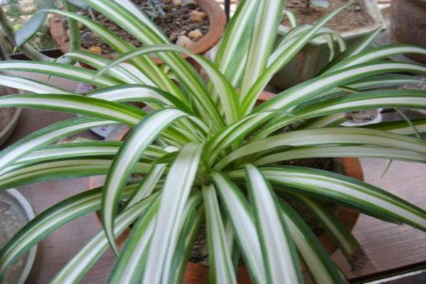 金心吊蘭有毒嗎 家里有孕婦能放金心吊蘭嗎 金心吊蘭有毒嗎 家里有孕婦能放金心吊蘭嗎