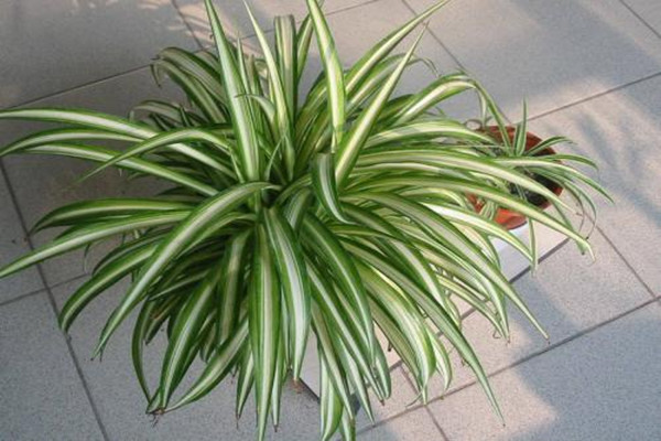 金心吊蘭有毒嗎 家里有孕婦能放金心吊蘭嗎 金心吊蘭有毒嗎 家里有孕婦能放金心吊蘭嗎