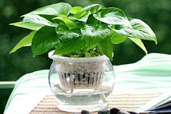 綠蘿放臥室好嗎 綠蘿放臥室的作用 綠蘿放臥室好嗎 綠蘿放臥室的作用