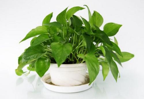 綠蘿放臥室好嗎 綠蘿放臥室的作用 綠蘿放臥室好嗎 綠蘿放臥室的作用