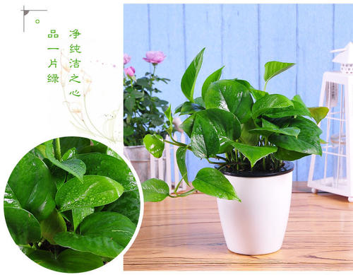 大葉綠蘿和小葉綠蘿的區(qū)別 大葉綠蘿和小葉綠蘿哪個好養(yǎng) 大葉綠蘿和小葉綠蘿的區(qū)別 大葉綠蘿和小葉綠蘿哪個好養(yǎng)