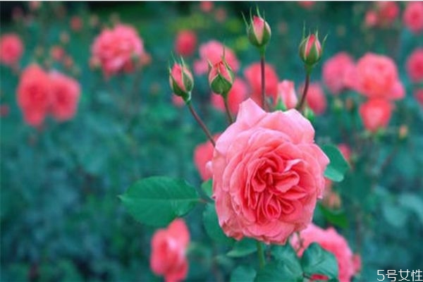 相親第二次女生主動買單 女生主動買單是什么意思 相親第二次女生主動買單 女生主動買單是什么意思